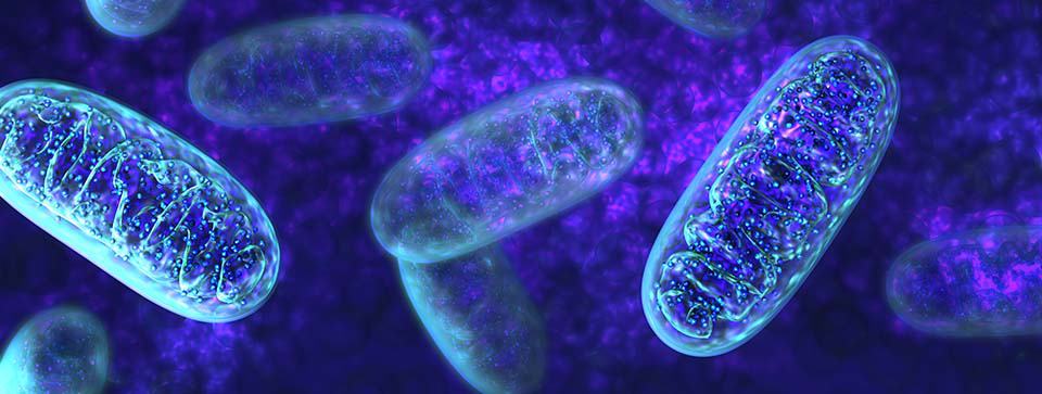 Mitochondria Swimming