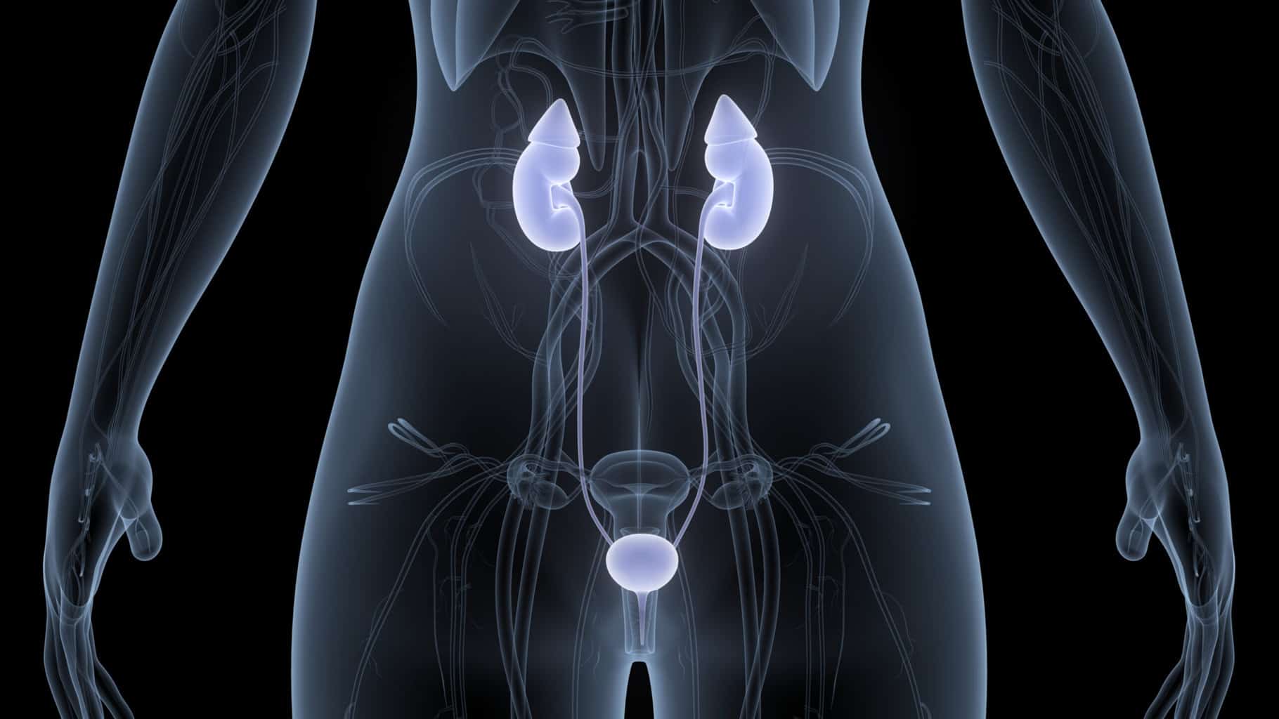 3d-illustration-concept-of-human-urinary-system-kidneys-with-bladder-anatomy