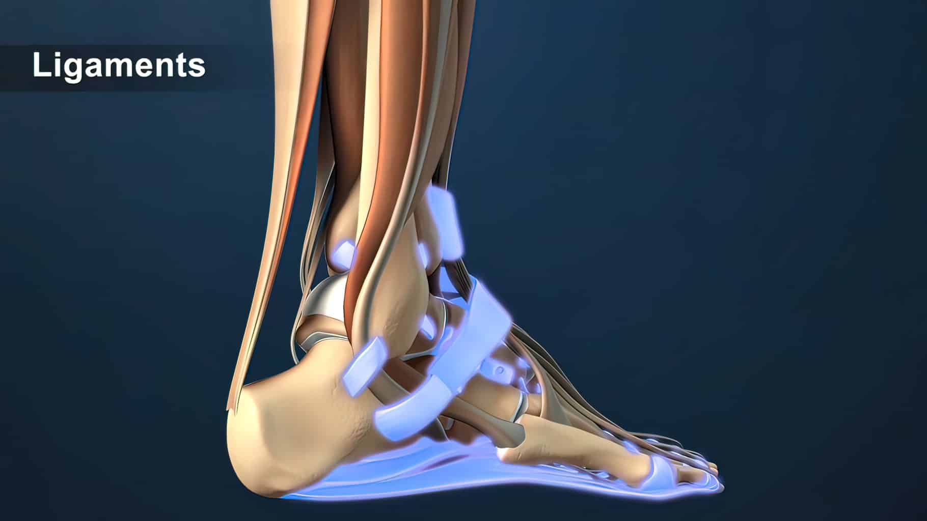 Ligaments: Why These Unsung Heroes Keep You Moving Strong
